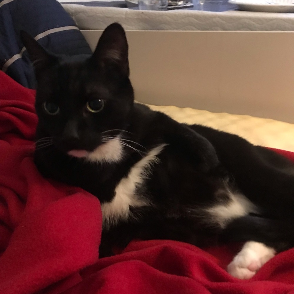 Meet your Posher, Irene